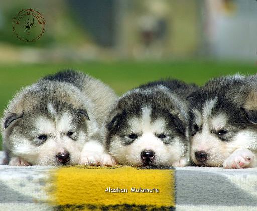 Alaskan Malamute 9R034D-345.JPG